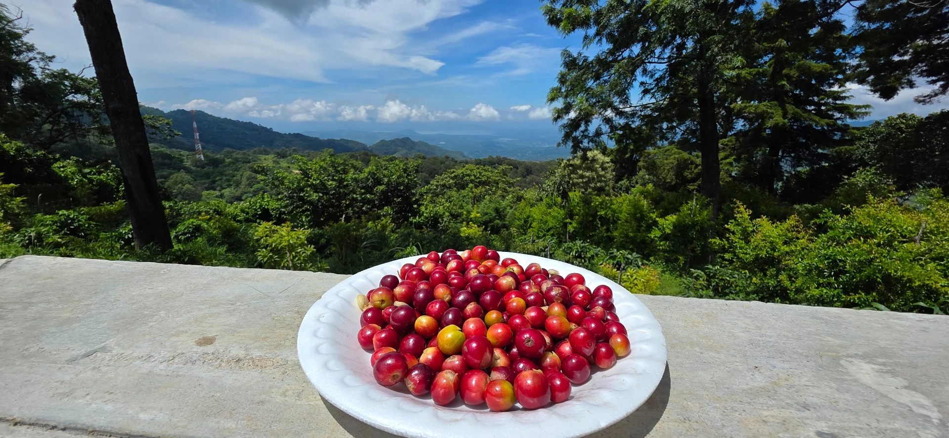 Vista de la Cordillera Alotepec–Metapán, zona cafetalera de Finca 3 Pinos